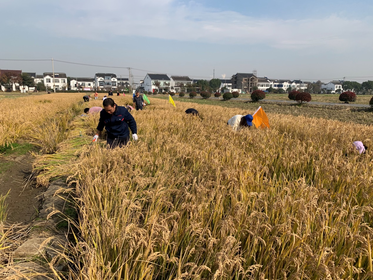 干农活共享劳动美搞团建提升凝聚力